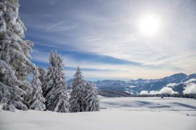 树木 山 雪 冬天 寒冷的 冷杉 自然 萨瓦 法国 景观