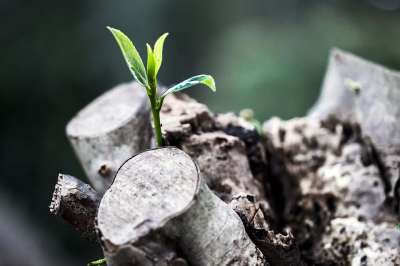 生长 树叶 树干 植物 自然 环境 有天赋的人 花园 年轻