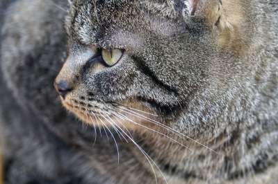 猫 宠物 动物 毛皮 小猫 家 胡子 哺乳动物 猫肖像 灰猫