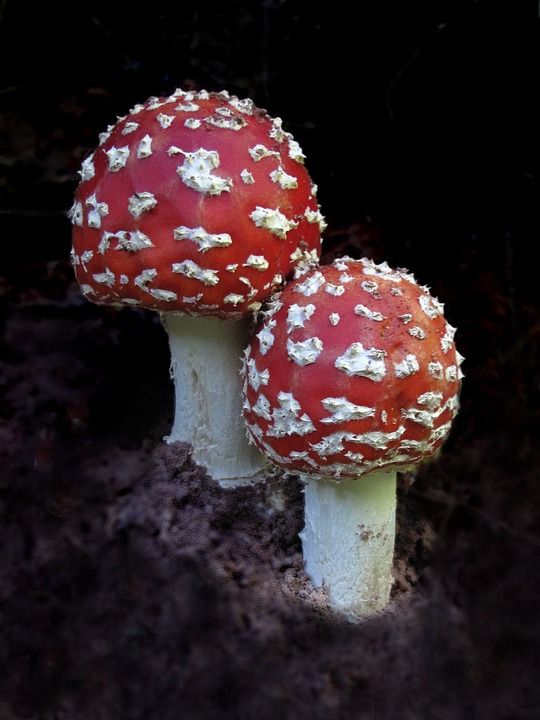 植物 毒菌 毒蝇伞 蘑菇 红飞木耳 森林蘑菇 点缀 森林