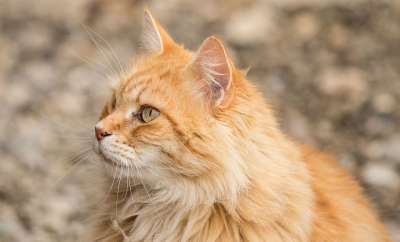 猫 宠物 动物 姜黄色的猫 国内的猫 猫科动物 哺乳动物 可爱的