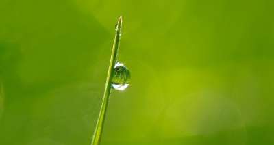 露珠在早晨的太阳 露 镜子 草叶 反射 草 自然 水 情绪