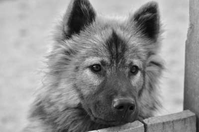 狗 母狗 Eurasier 女性 动物 犬类