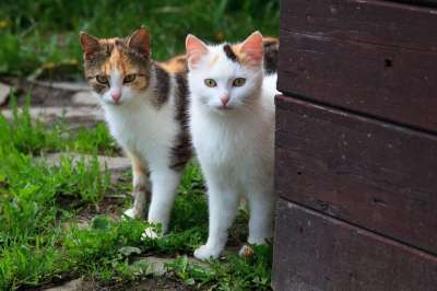 动物 猫 夫妻 好奇的 可爱的 国内的 猫科动物 毛皮 小猫