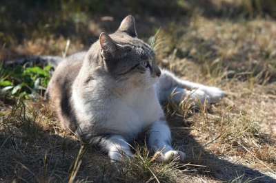 猫 猫科动物 外部 流浪猫 动物 家猫 家畜 云猫 猫云