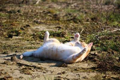 猫 小猫 红猫 猫宝宝 年轻的猫 红虎斑