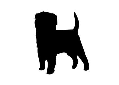 狗 Affenpinscher 动物 宠物 犬类 黑色的 轮廓