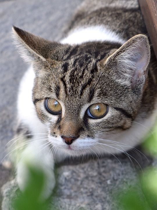 猫 家畜 家猫 动物 年轻的猫 野生动物 毛皮 可爱的 肖像