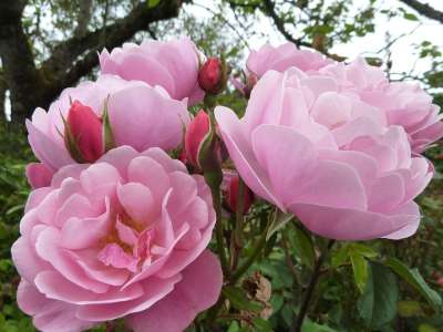 玫瑰 植物群 花 自然 特写 粉色的 花朵 夏天 盛开 香味