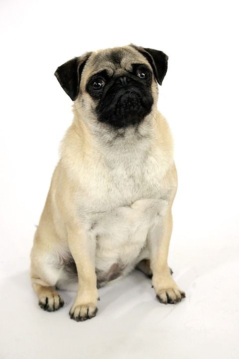 狗 犬 哈巴狗 可爱的 宠物 甜的 动物 小狗 很好