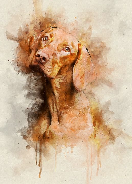 狗 动物 宠物 犬类 可爱的