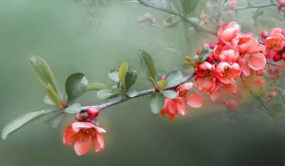 花 花朵 桲 灌木 春天 性质 植物 花卉 美容 多彩 宏