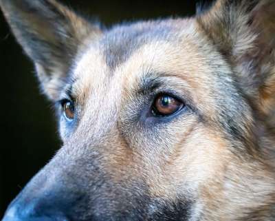 牧羊犬 脸 狗 鼻子 眼睛 头 肖像 纯种狗 细心 家畜