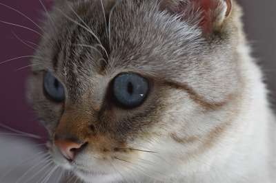 猫 看 猫科动物 动物 眼睛 蓝色的 眼 毛皮 可爱 蓝眼睛