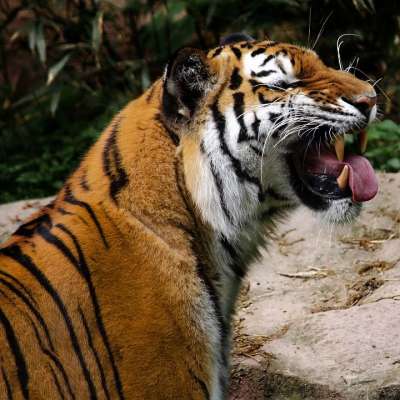 老虎 大猫 捕食者 动物 猫 牙齿 嘴 危险的 动物肖像