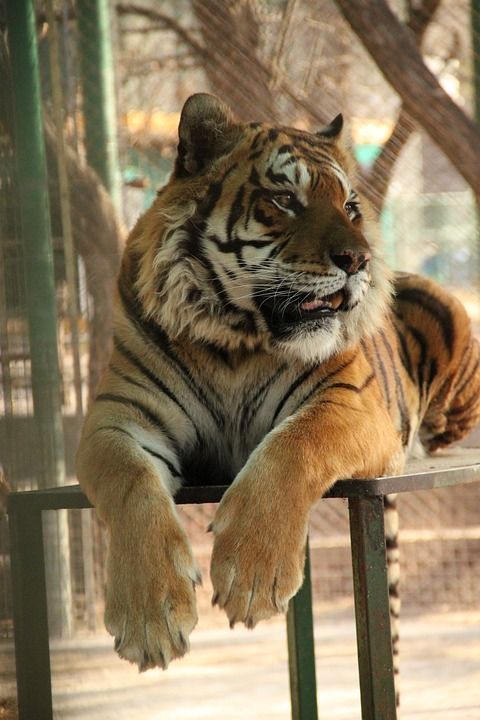 老虎 动物园 野生 非洲 猫科动物 凝视 野生动物