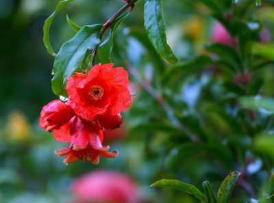 花朵 石榴 石榴花 红色的 果树 植物 绿色 树叶 明亮的