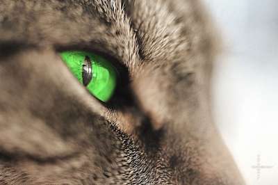 猫 宿醉 短发 家猫 头 眼睛 绿色 家畜 Katzenkopf