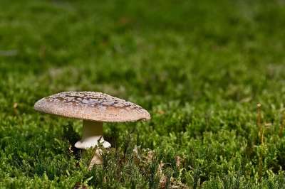 蘑菇 珍珠蘑菇 苔藓 森林 森林地面 真菌科学 植物 自然 关闭