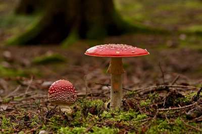 毒菌 蘑菇 菌类 真菌学 有毒 森林 森林地面 苔藓 落下