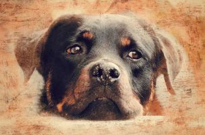 罗威纳犬 狗 狗的头