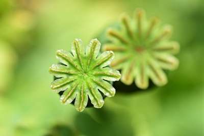 罂粟 种子的头 卵巢 植物 鸦片 药品 药用 海洛因 吗啡