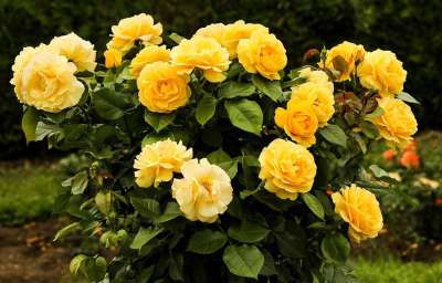 玫瑰布什 花朵 黄花 叶子 花瓣 花的 开花 有天赋的人 装饰