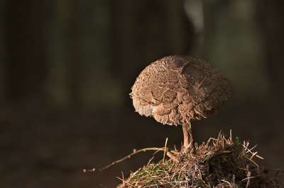 蘑菇 牛肝菌 苔藓 森林 森林地面 自然 关闭