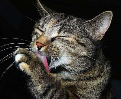猫 肖像 头 动物 关闭 优美 猫脸 鲭鱼 表达 猫肖像