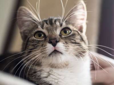 猫 动物 家猫 宠物 毛皮 毛茸茸的 头发