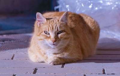 猫 猫科动物 动物 哺乳动物 宠物 毛皮 胡须