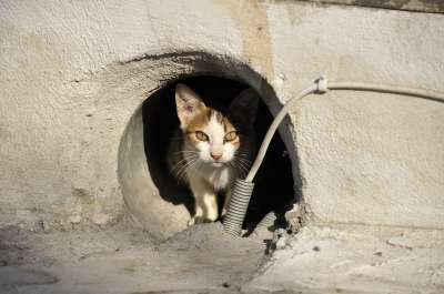 流浪的猫 猫希腊 动物 猫的眼睛 宠物