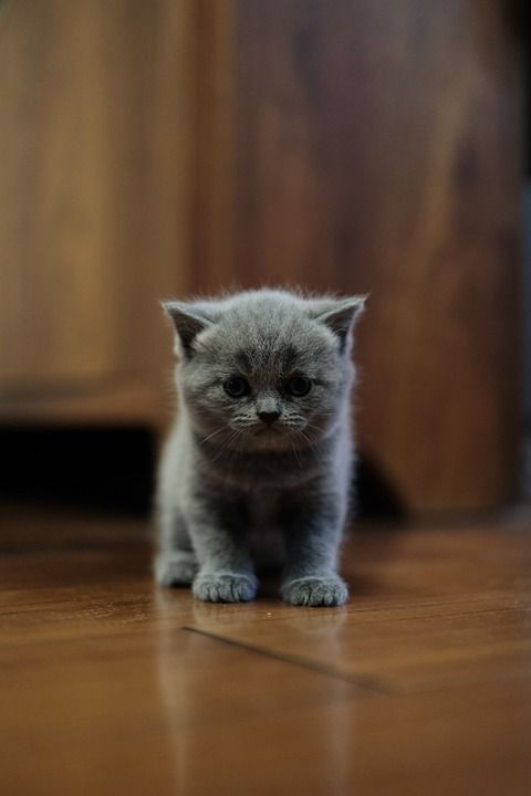 猫 基蒂 蓝猫 英短 英文短 小猫