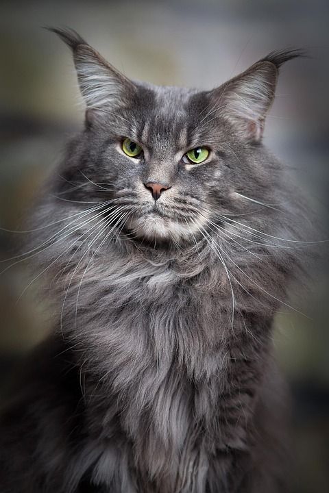 猫 小猫 宠物 动物 甜的 毛皮 美丽