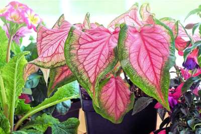 植物 粉色的 绿色 树叶 自然 植物群 生长 园艺 室内植物