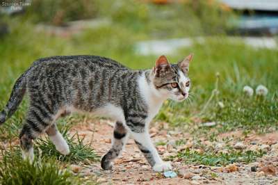小猫 斑 猫 户外 步行 草 灰色毛皮 带区卷