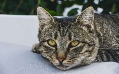 猫 看 休息 冷静 放松 宁静 猫科动物 老虎