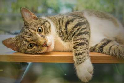 猫 动物 虎斑猫 胡须 宠物 国内的猫 猫科动物 哺乳动物