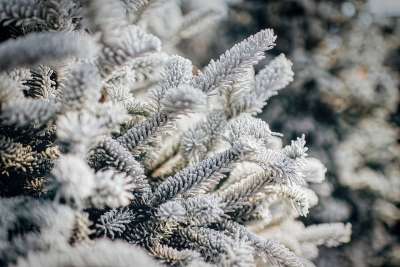 冬天 雪 冰 霜 冻结 森林 树木 自然 户外 美丽的 特写
