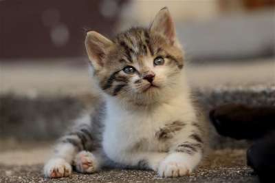 小猫 猫 猫科动物 宠物 动物