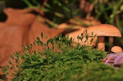 森林地面 蘑菇 苔藓孢子 关闭 落下 自然 苔藓