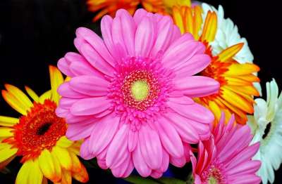 非洲菊 开花 粉色的 花 春天 关闭