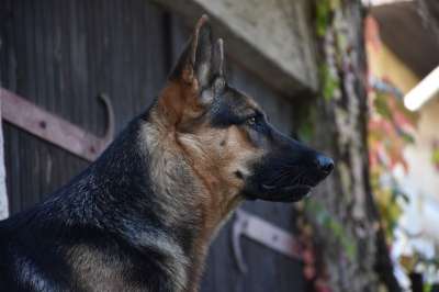 狗 德国牧羊犬 动物 洪德 意志Schäferhund