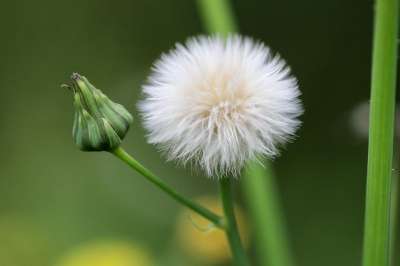 灯盏细辛 灯盏花 水果摊 飞行的种子 草本植物 种子 花 野花