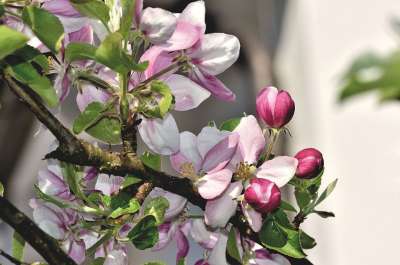 苹果花 开花 苹果树 苹果 苹果树花 分支 果树 粉色的 花序
