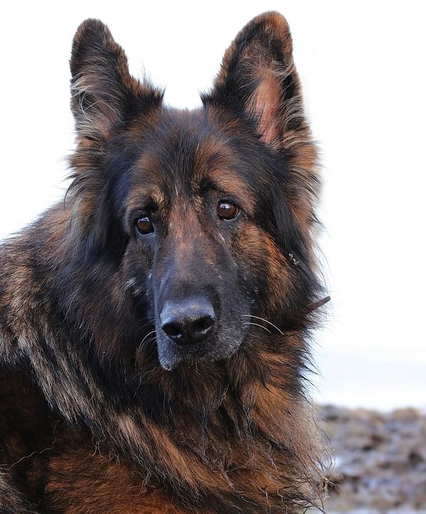 狗 牧羊犬 动物 老德国牧羊犬 德国牧羊犬 家畜 坐 冬天 看法