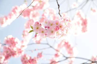 樱桃树 樱花 阳光明媚 花朵 盛开 春天 开花 开花的树