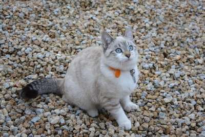 猫 小猫 猫坐 家畜 猫咪 接下来的猫了 同谋 可爱的小猫