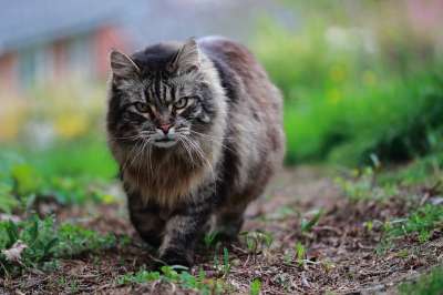 猫 猫科动物 动物 家畜 猫看 老虎 花园