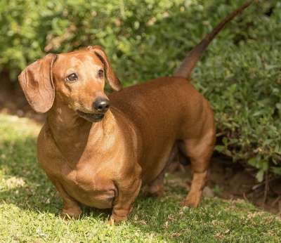 腊肠犬 狗 宠物 特点 耳朵 尾巴 可爱的 猎犬 朋友